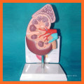 Medical Anatomy Human Middle Kidney Model